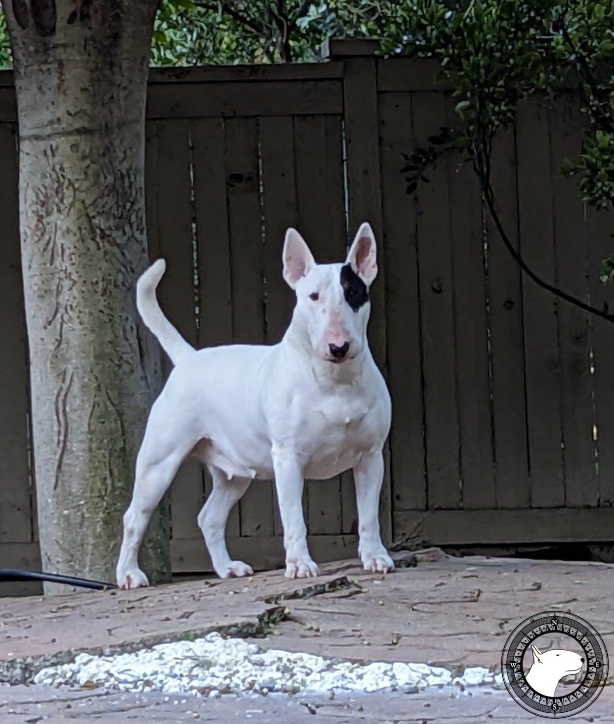 OLD ENGLAND'S NOTSO BASIC BIOTCH